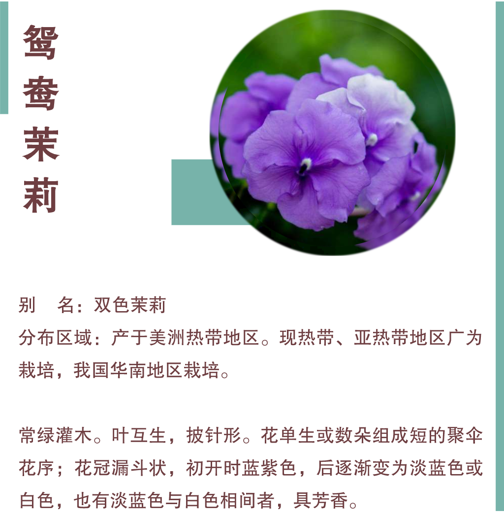 2020深圳哪里可以赏鸳鸯茉莉花?