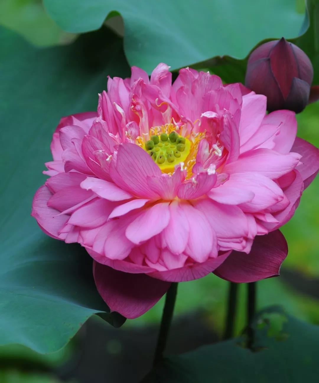 作为展示新,奇,特荷花品种的品荷园历来颇受市民喜爱.