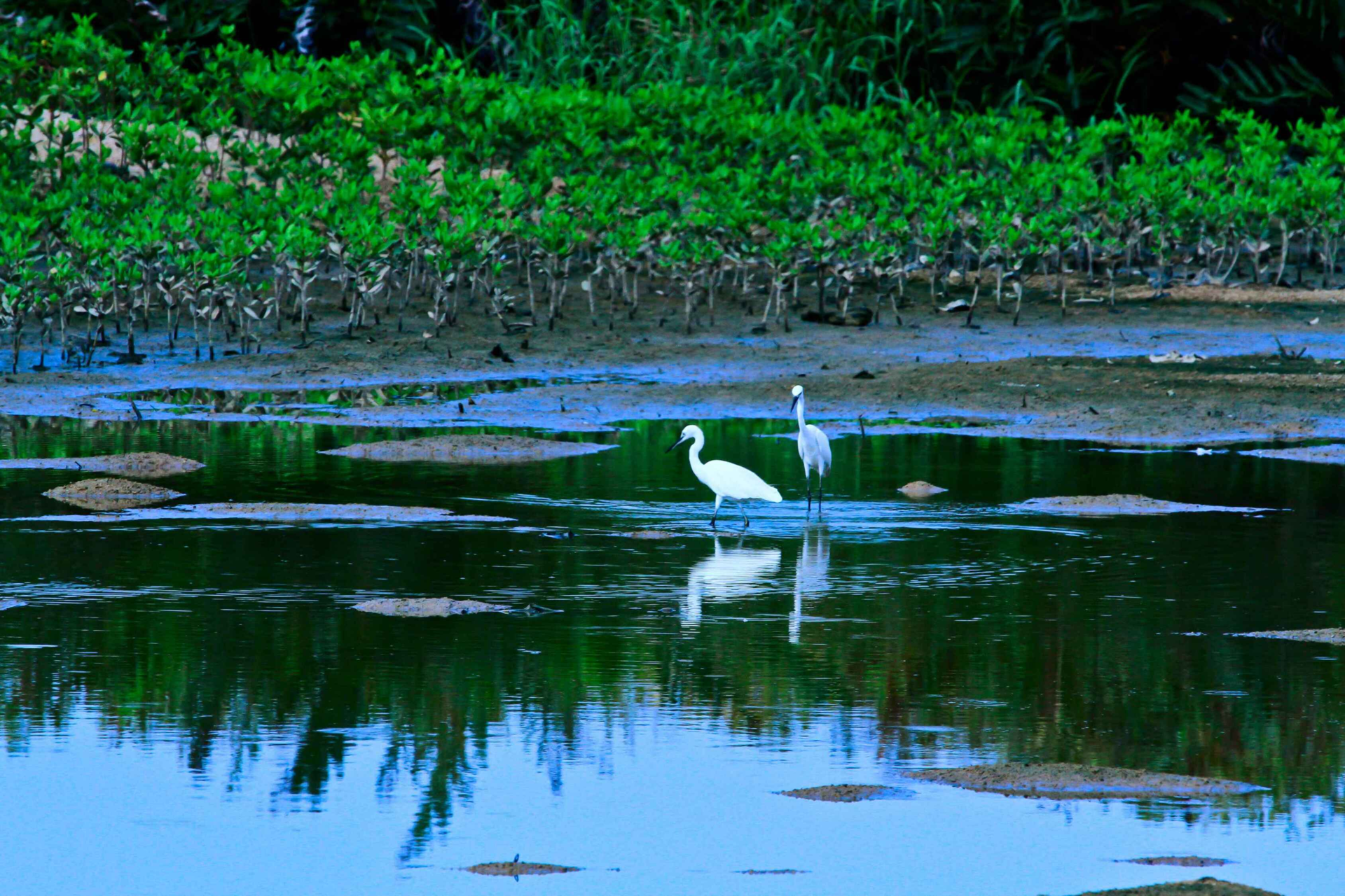 华侨城湿地公园生境情况