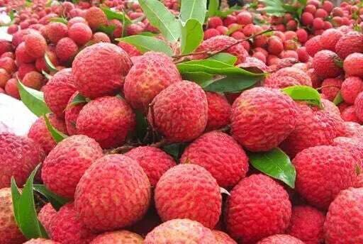 深圳水果采摘地光明农场采摘水果季节