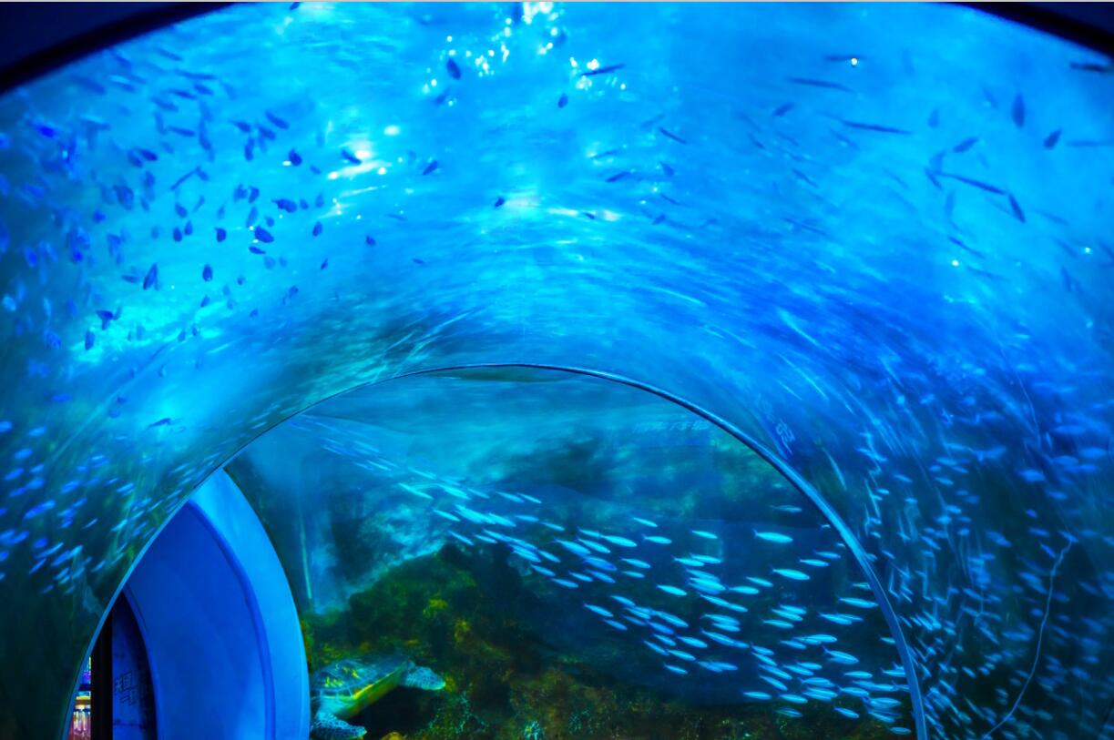 深圳小梅沙海洋世界有什么好玩的