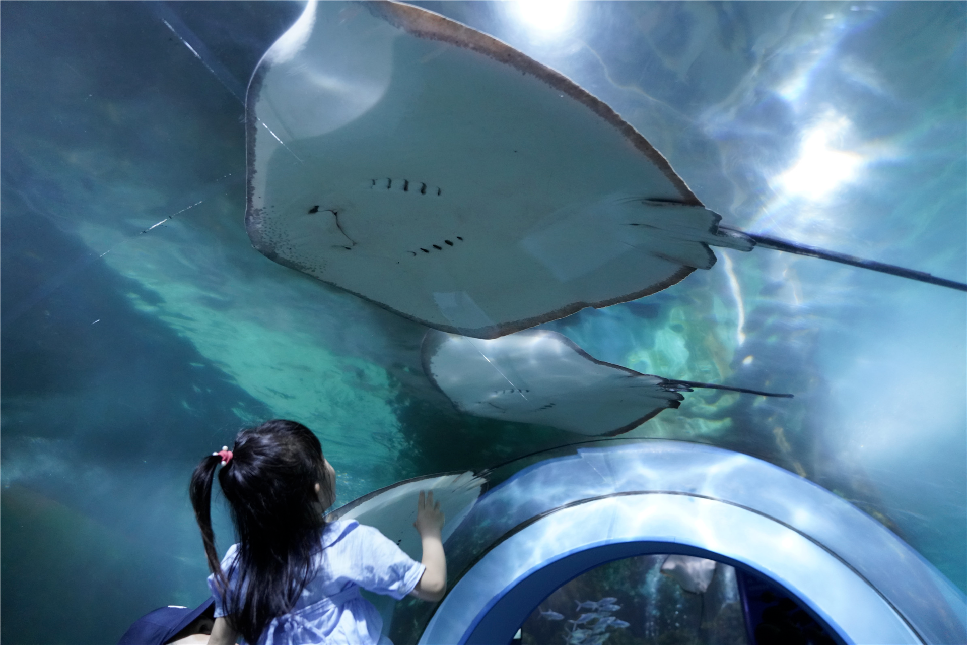 深圳小梅沙海洋世界免费游玩条件