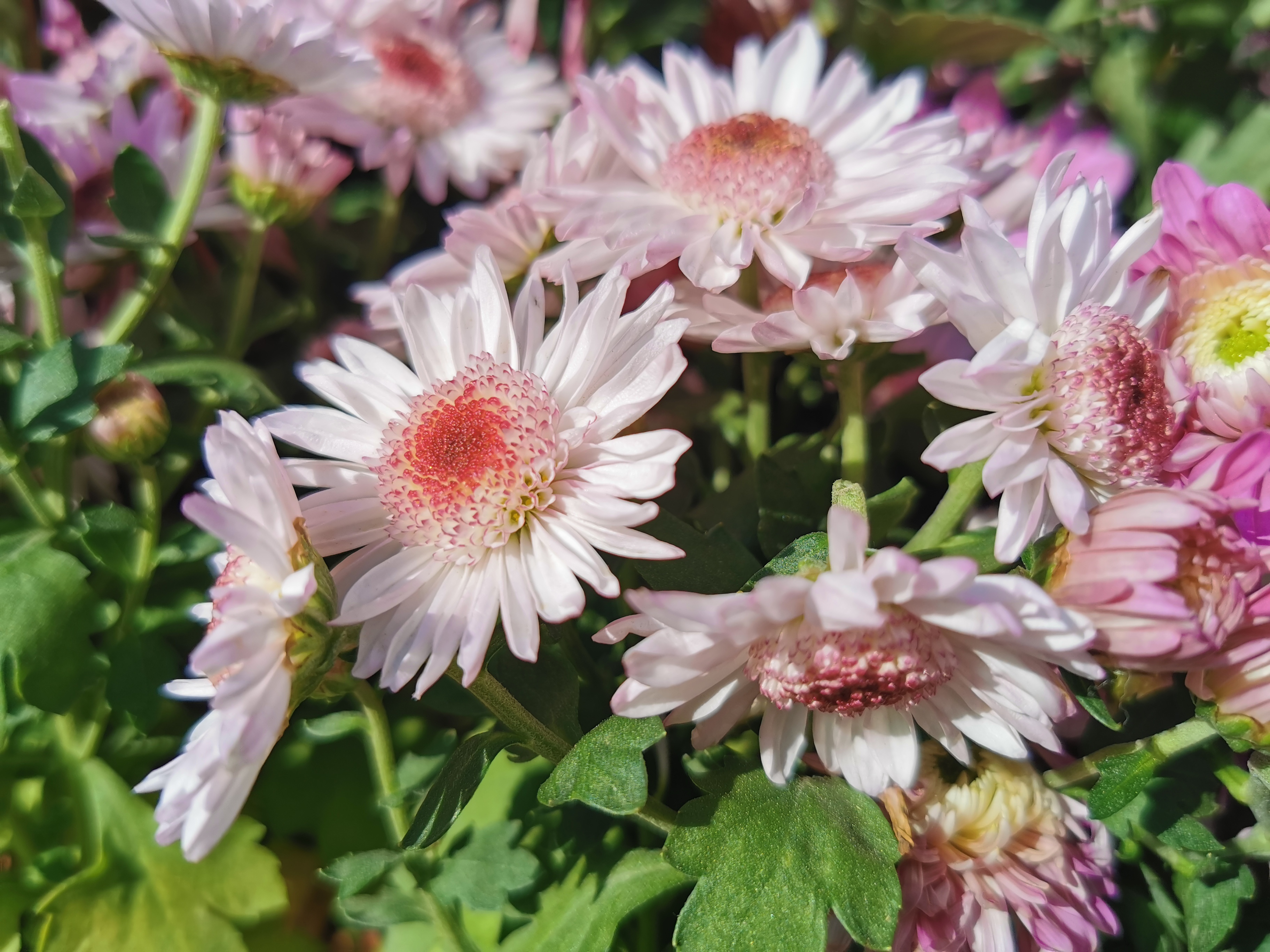 深圳12月赏花攻略 附赏花地点 深圳之窗 深圳12月赏花攻略 附赏花地点 深圳之窗