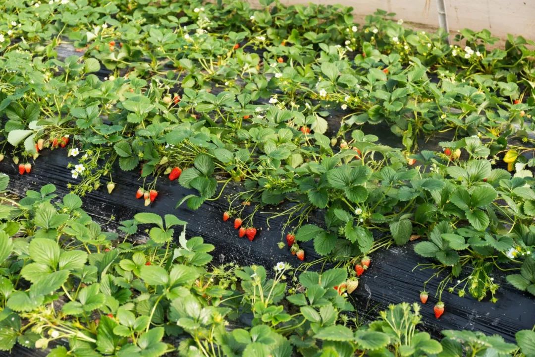 深圳哪里可以摘草莓