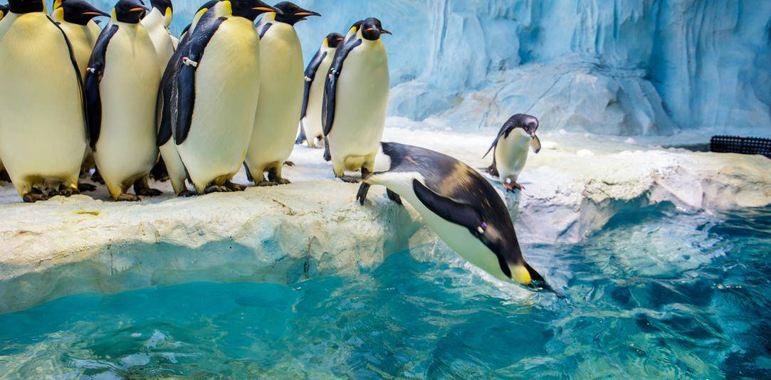 4,受酒精或药物影响者 5,幽闭恐惧症患者 6,晕动病或感到晕眩者 7