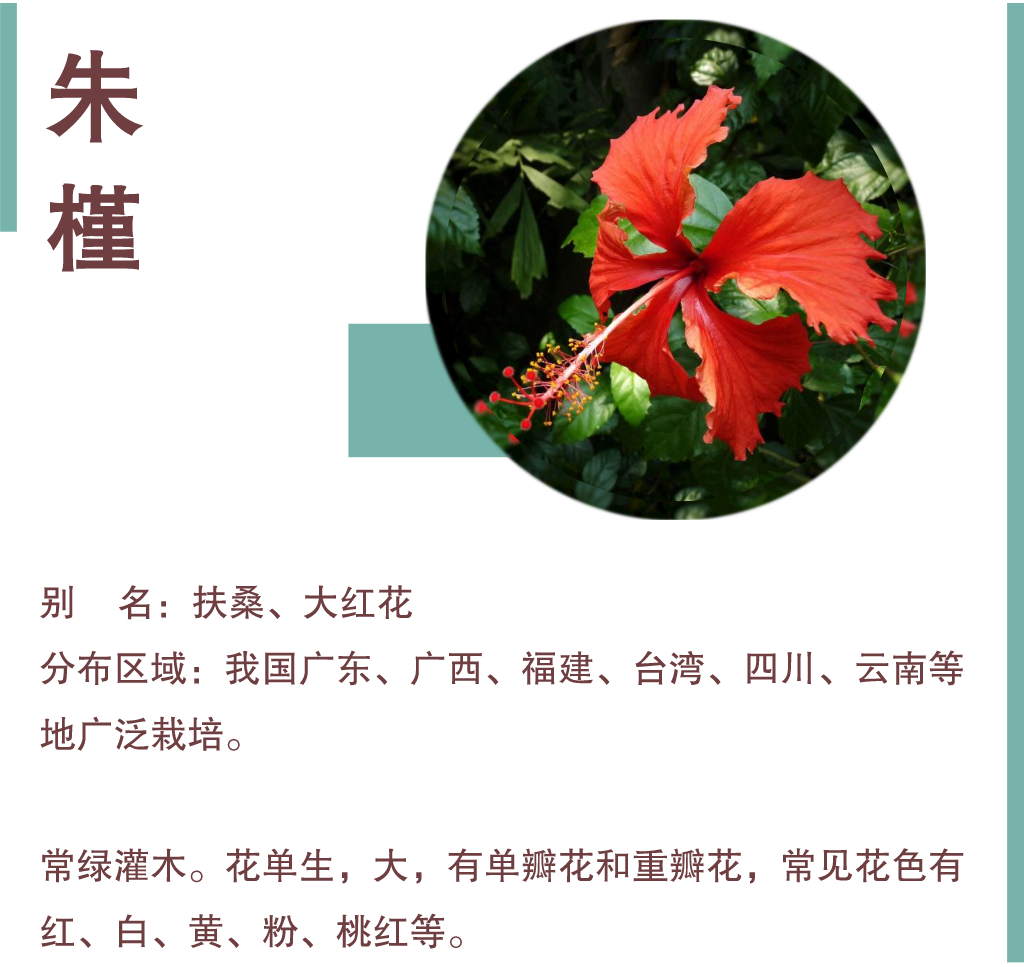 2020深圳哪里可以赏朱槿花附赏花点