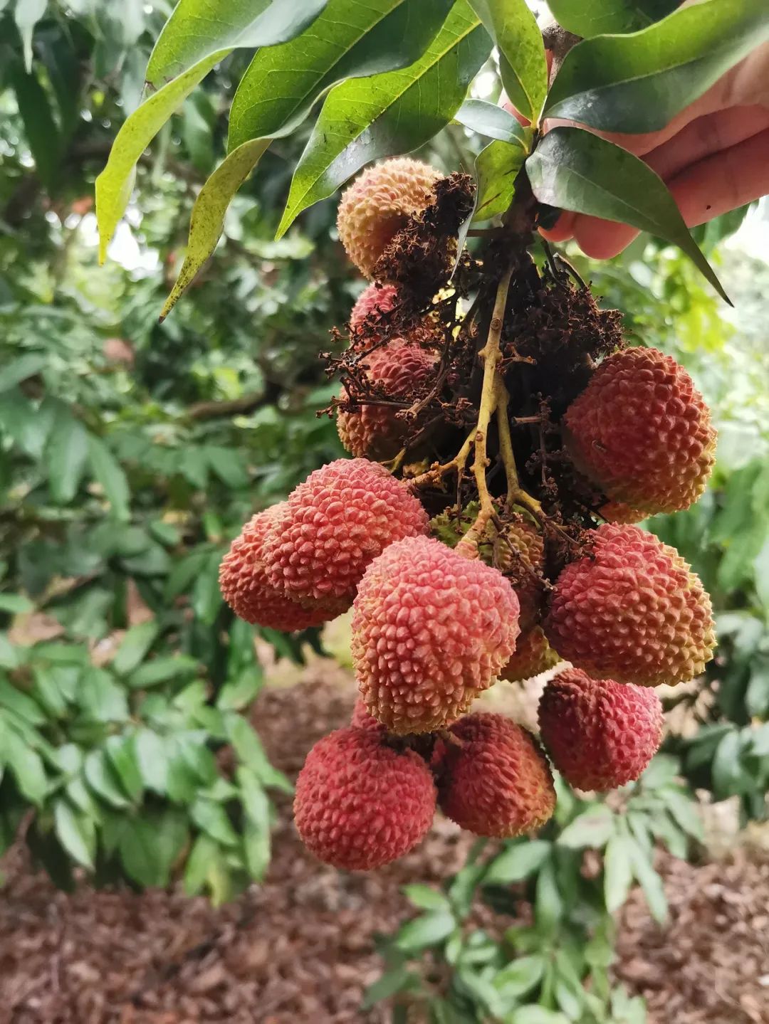 2020深圳西丽果场荔枝采摘攻略