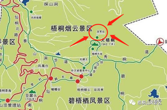 2021深圳梧桐山深山含笑花海观赏指南