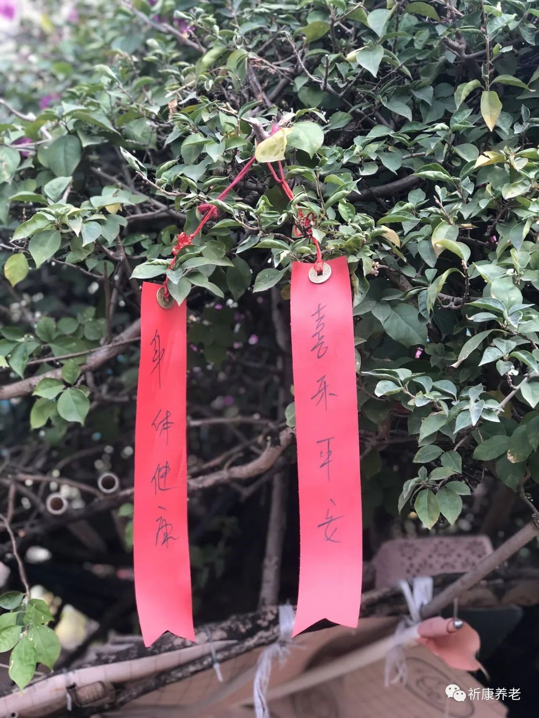 祈福纳祥迎春贺岁公明福利院祝大家身体健康