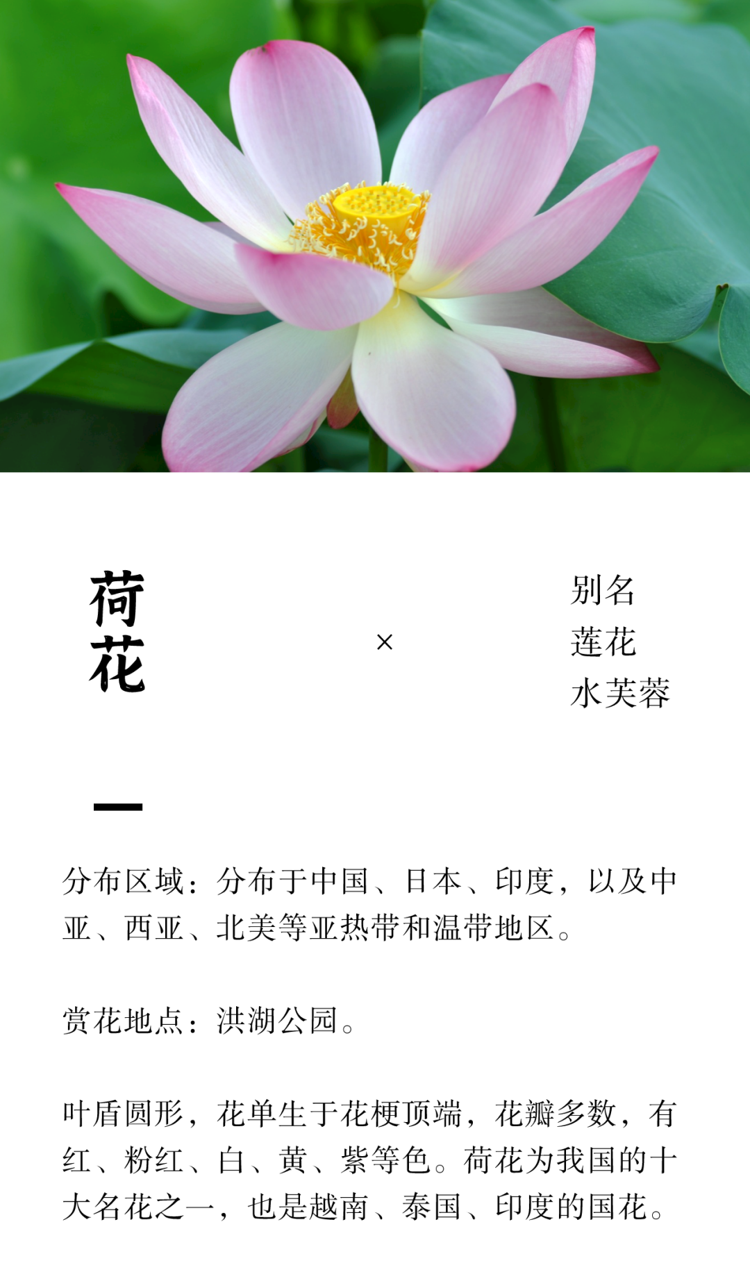 21年6月深圳去哪里赏花 深圳六月花历 深圳之窗 21年6月深圳去哪里赏花 深圳六月花历 深圳之窗