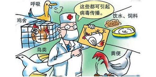 人感染h5n6禽流感介绍及主要预防措施