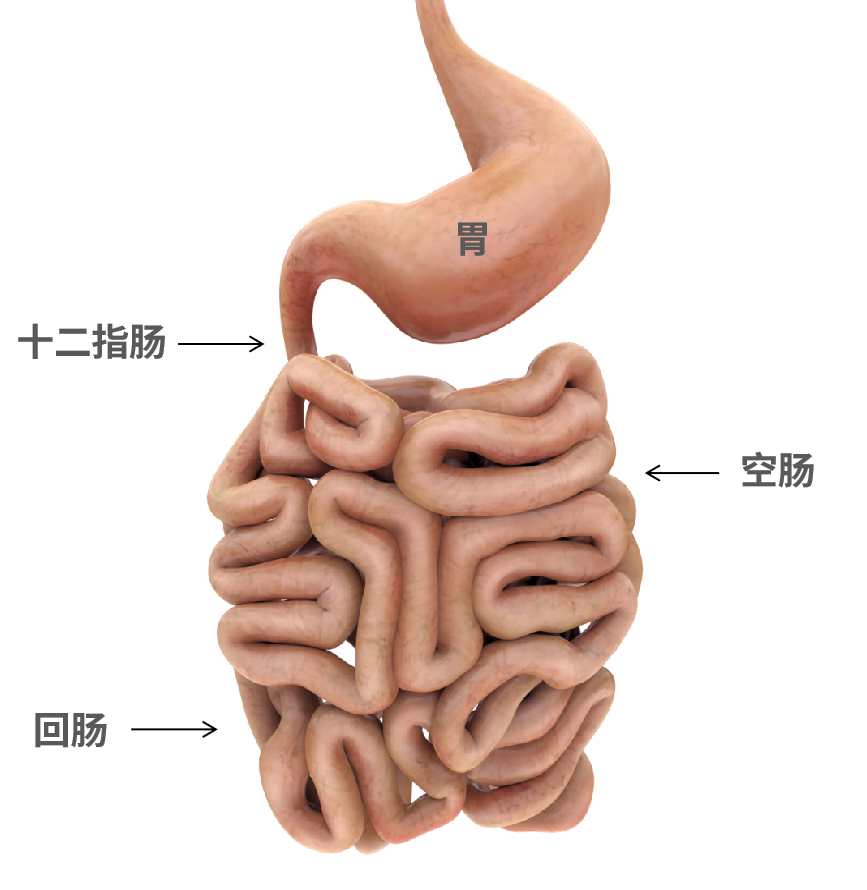 大肠包小肠究竟是什么肠包着什么肠