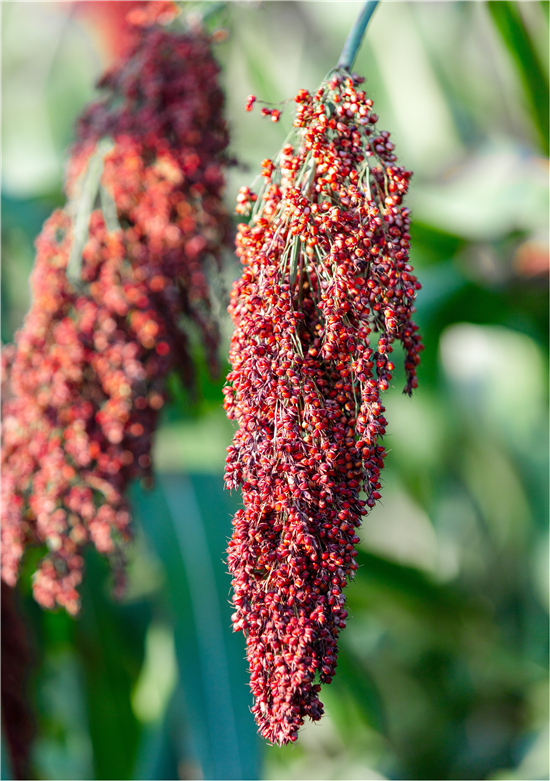 处暑高粱红 五粮液酿酒专用粮宜宾基地喜迎丰收_深圳之窗